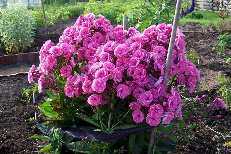 Флоксы - фото