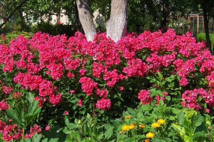 Флоксы - фото