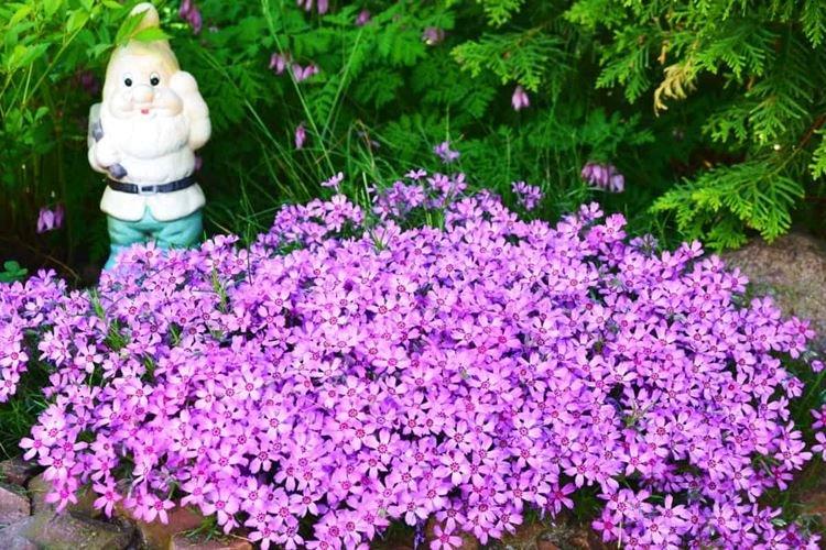 Флоксы - фото