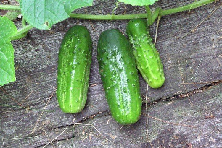 Мальчик с пальчик