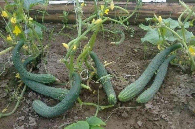 Китайский болезнеустойчивый