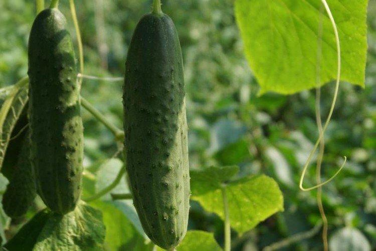 Дальневосточный