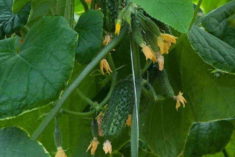 Карельский