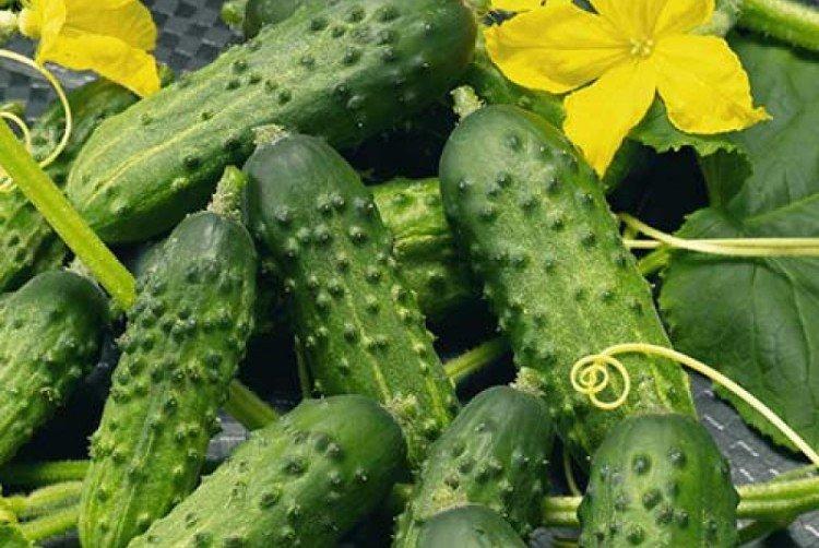 Парижский корнишон