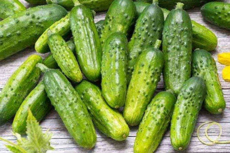 Алтайский ранний