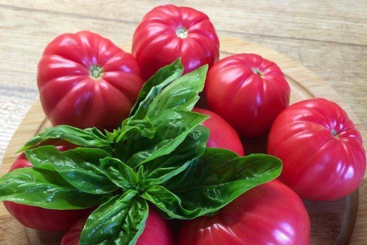 Урожайный розмарин