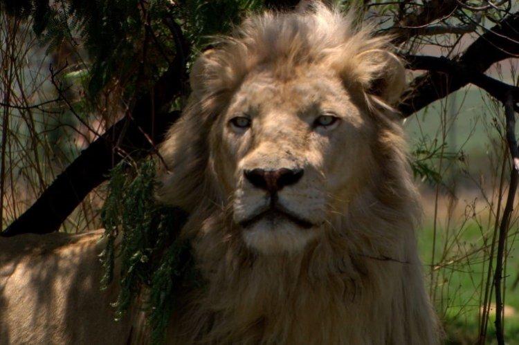 Белый лев (2010)