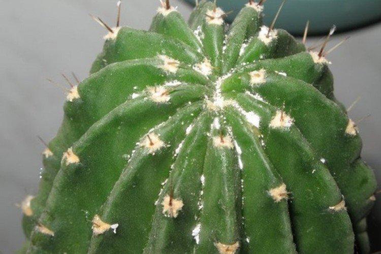 Вредители кактусов