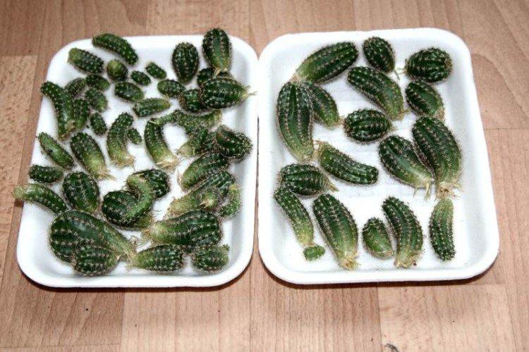 Размножение кактуса детками