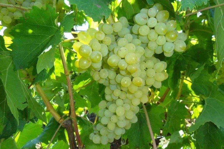 Кишмиш венгерский