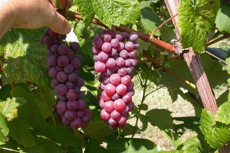 Эйнсет сидлис