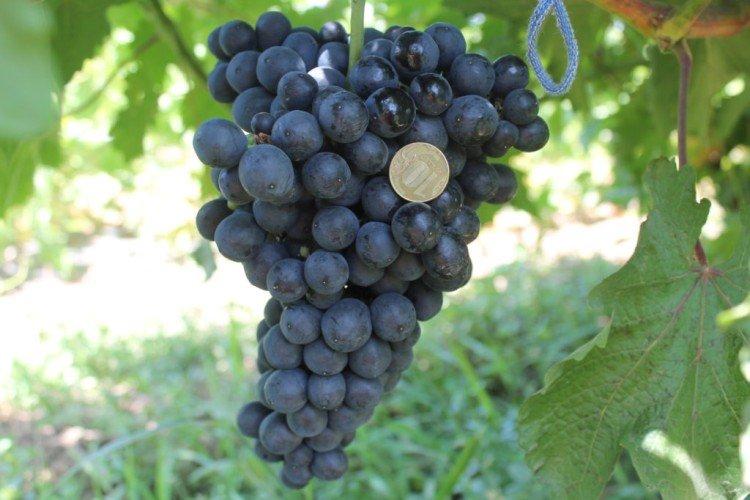 Черный кишмиш