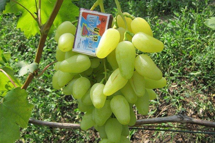 Долгожданный