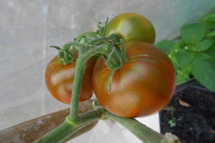 Маленький принц