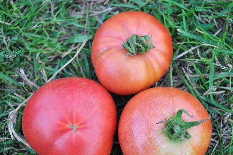 Розовая Андромеда