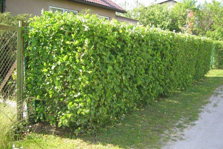 Боярышник обыкновенный