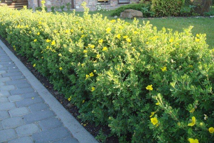 Лапчатка кустарниковая