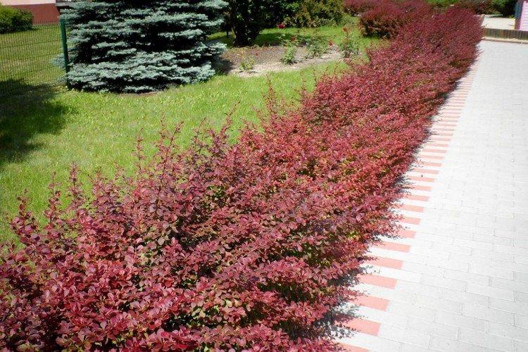 Барбарис пурпурный