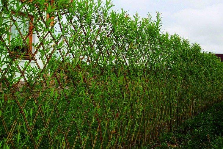 Кустарниковая ива