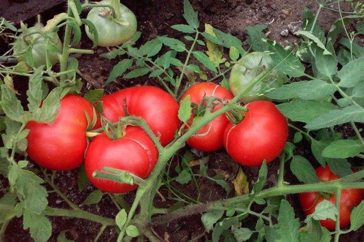 Монгольский карлик