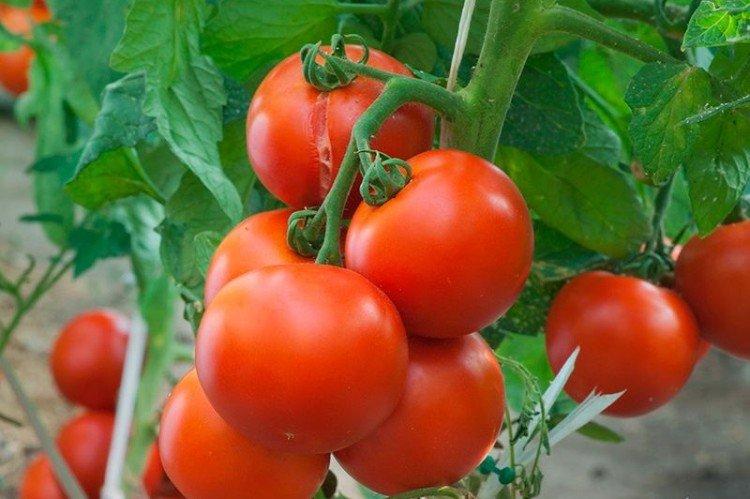 Белый налив