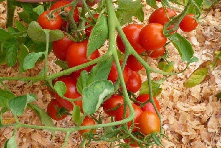 Ленинградский холодок