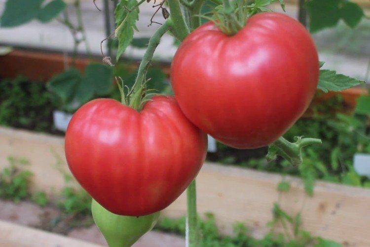 Абаканский розовый