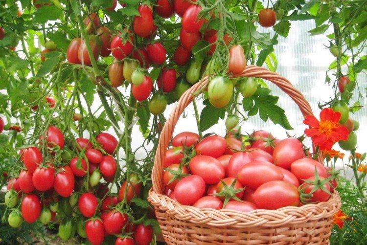 Чио-чио-сан