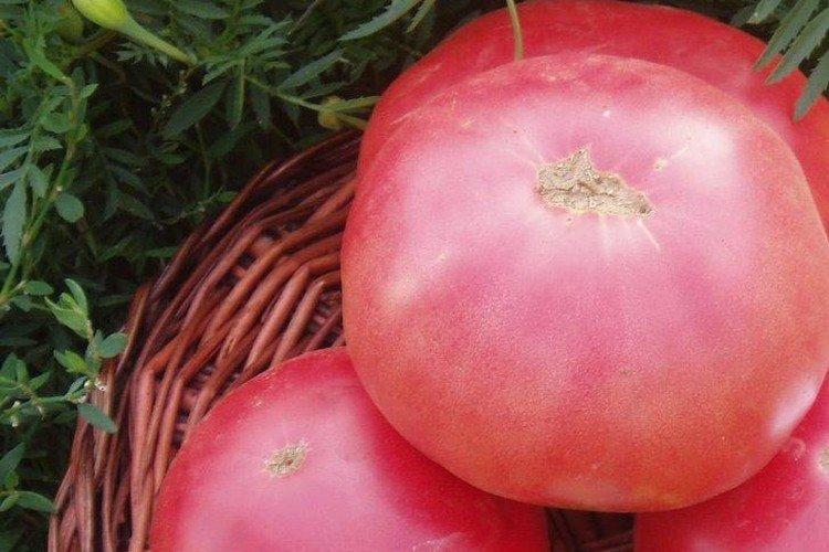 Розовый слон