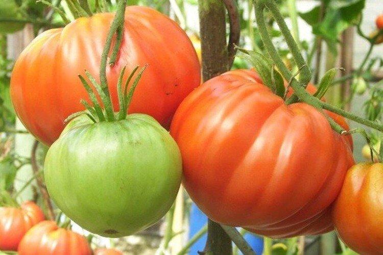 Шапка Мономаха