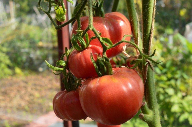 Байская роза