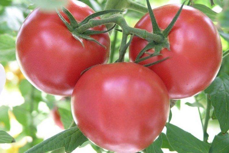 Розовая Ляна