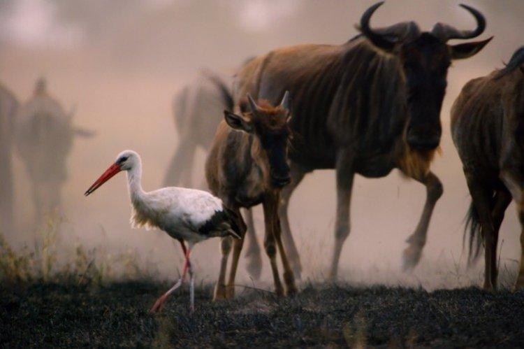 Враждебная планета (2019)