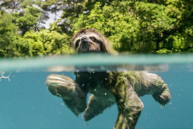 Земля: Один потрясающий день (2017)