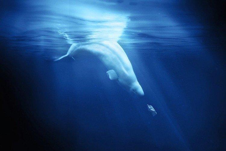 Пластиковый океан (2016)