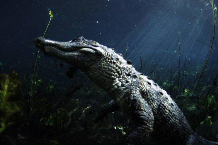 Битва болотных драконов (2017)