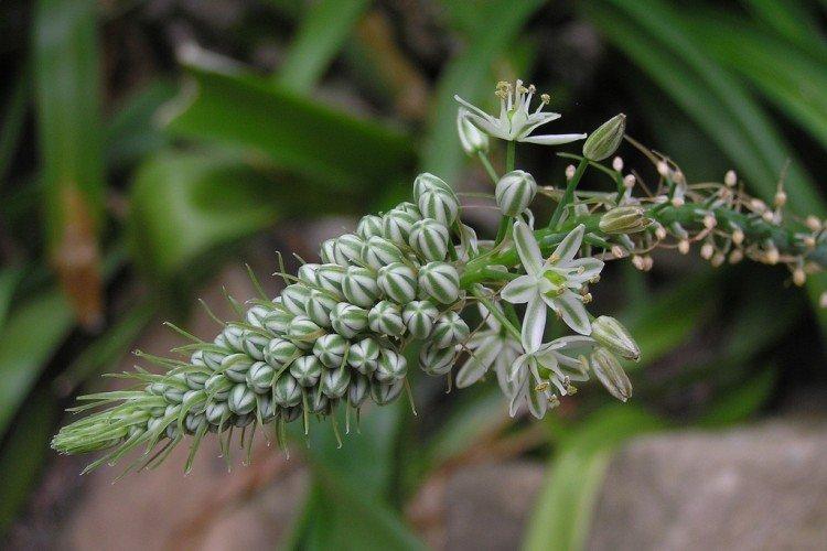 Индийский лук