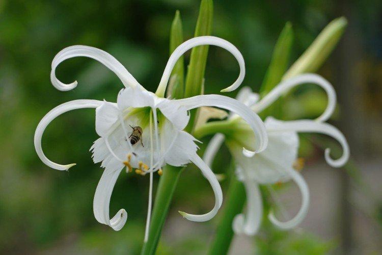 Гименокаллис