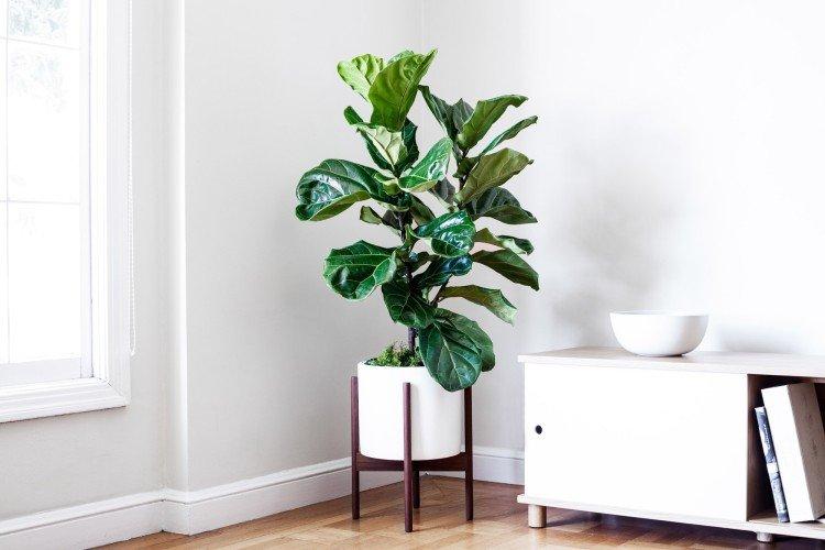 Фикус лировидный