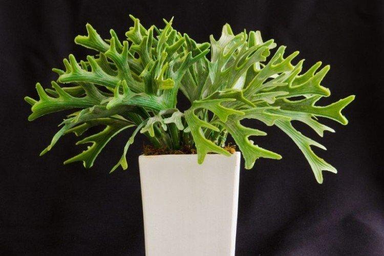 Платицериум