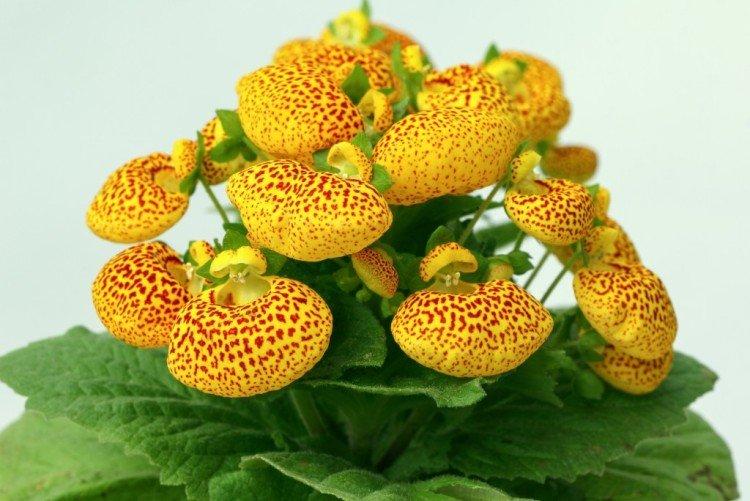 Кальцеолярия