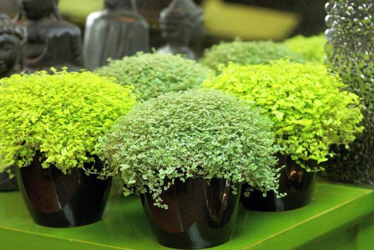 Солейролия