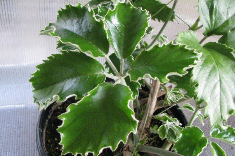 Тетрастигма Вуанье