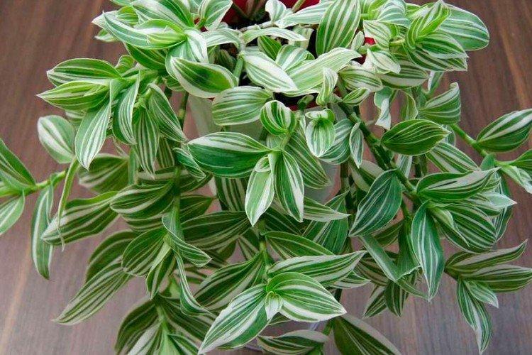 Традесканция