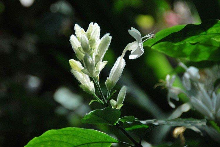 Уайтфельдия