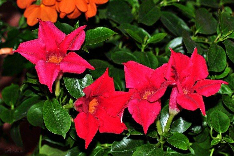 Дипладения