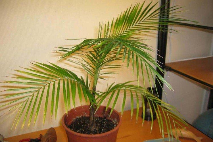 Сиагрус Ведделя