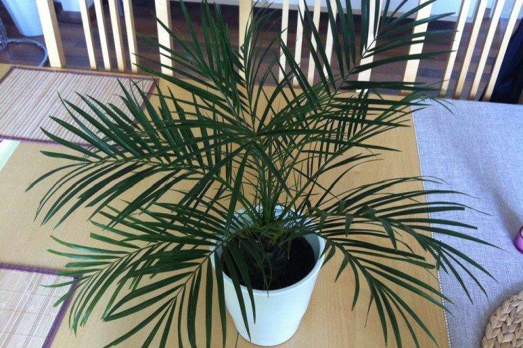 Кокосовая пальма