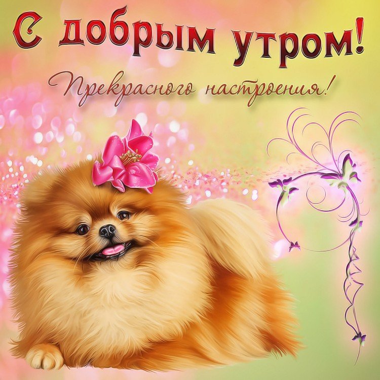 Самые прикольные картинки «Доброе утро»