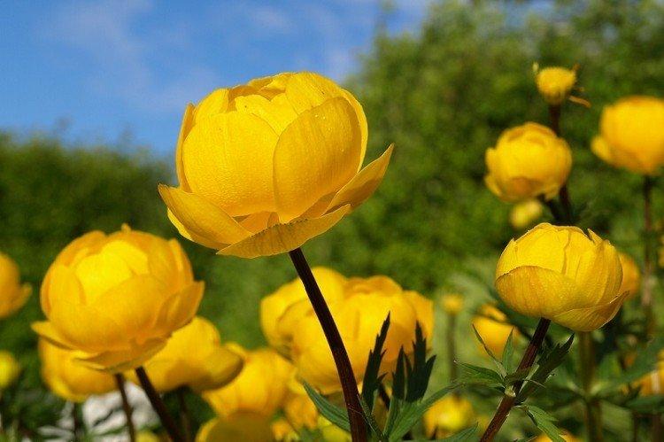 Купальница